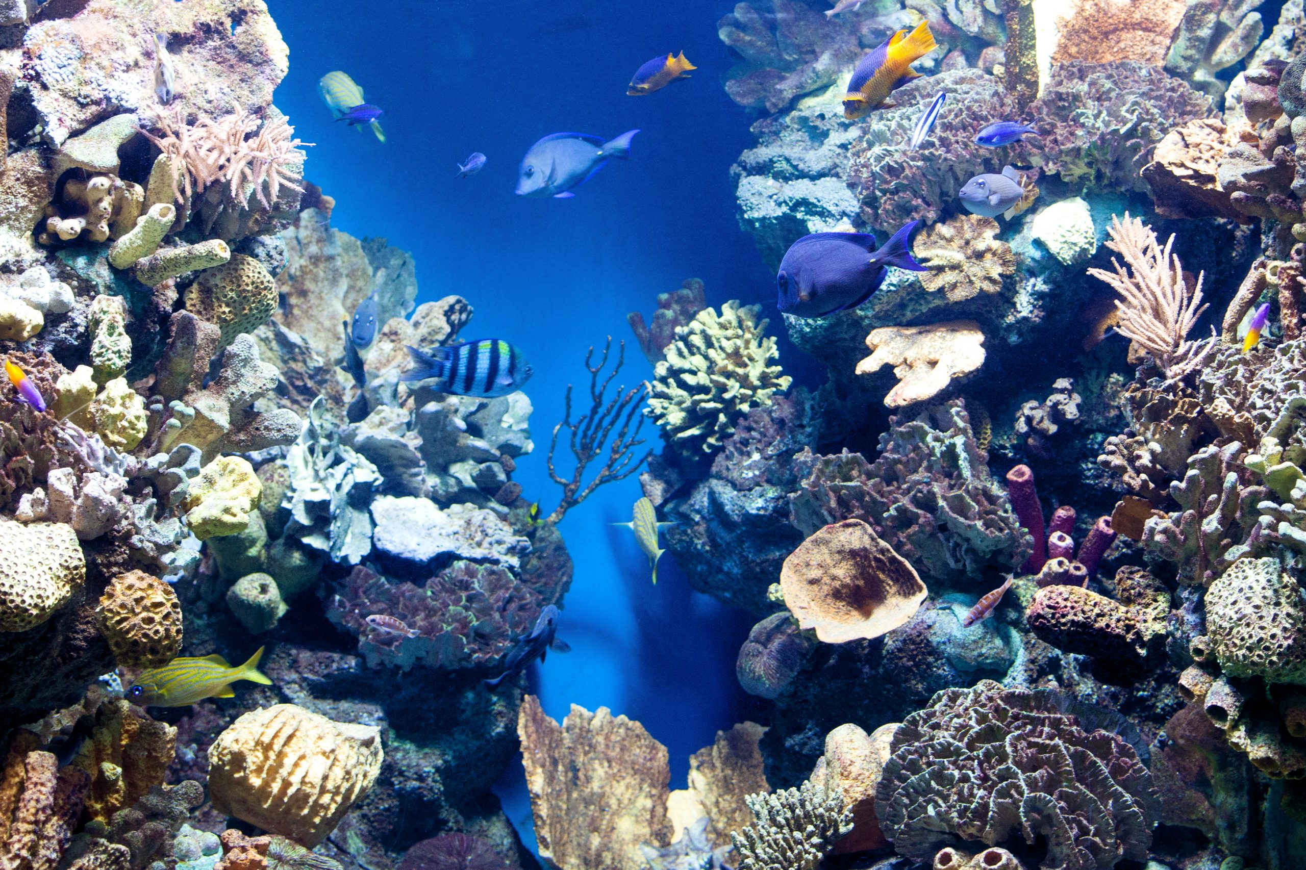 Australia invests an additional 2 million to protect the Great Barrier Reef