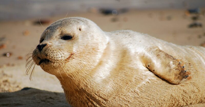 Zeehond van illegale rave weer terug naar zee
