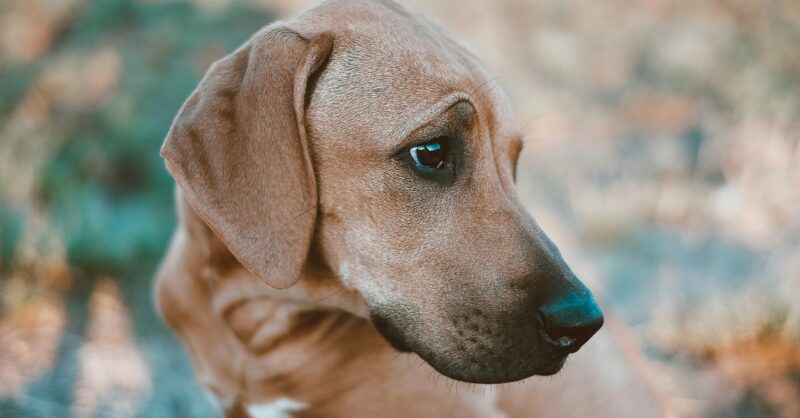 NVWA grijpt in bij voormalig hondenfokker: 84 dieren weggehaald na zorgen over welzijn