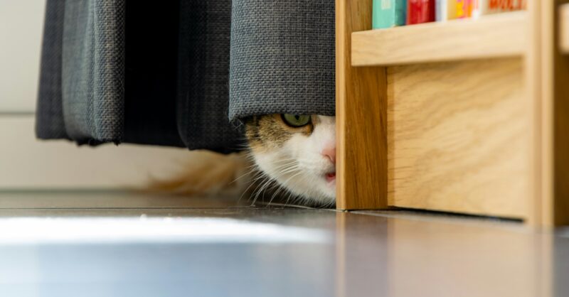 Dierenbescherming registreert honderden meldingen van dierenleed rond jaarwisseling