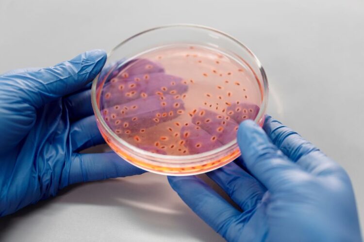 Laboratoriummedewerker met blauwe handschoenen houdt een petrischaal met bacteriekolonies vast